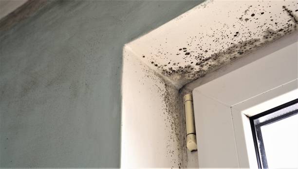 Best Indoor Air Quality Assessment  in Willmsburg, IA