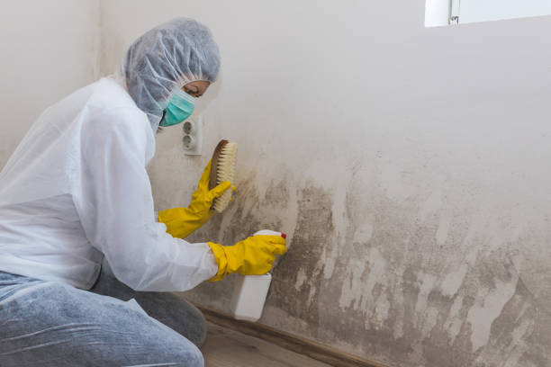 Best HVAC Mold Inspection and Cleaning  in Willmsburg, IA