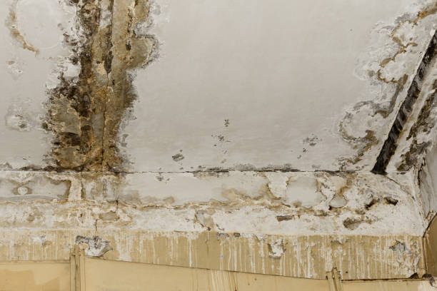 Best Asbestos and Lead Testing During Mold Inspection  in Willmsburg, IA