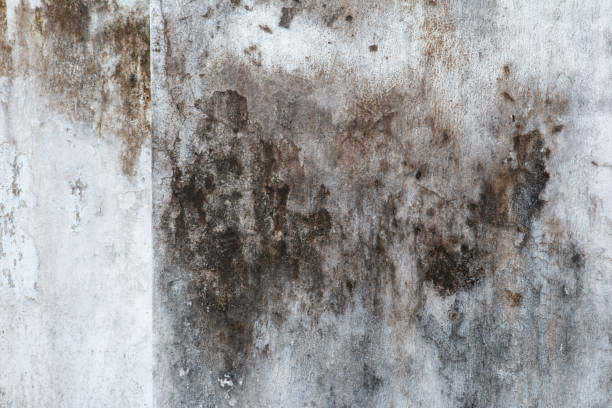 Williamsburg, IA Mold Removal Company