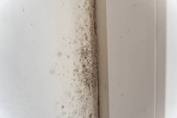 Best Attic Mold Removal  in Willmsburg, IA